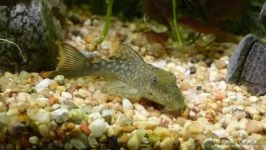 L-106, Spotted Orange Seam Pleco