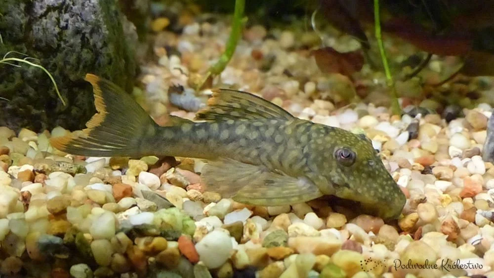 L-106, Pleco