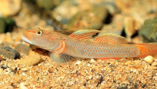 Rhinogobius flumineus