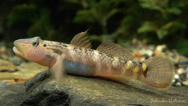 Rhinogobius formosanus