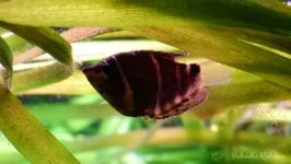 Gurami Czekoladowy, Czekoladowiec malajski