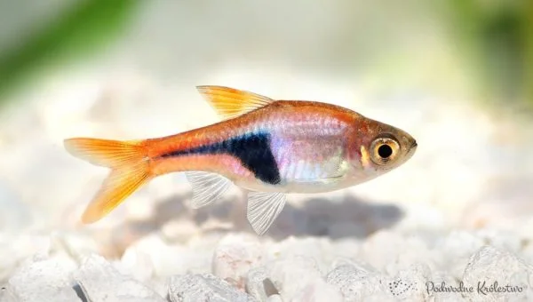 Razbora klinowa