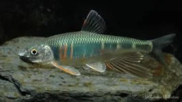 Zacco platypus