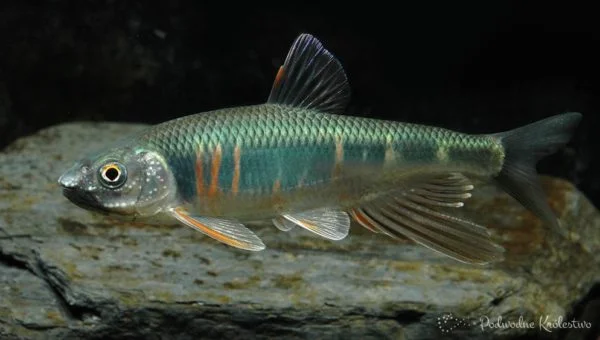 Zacco platypus