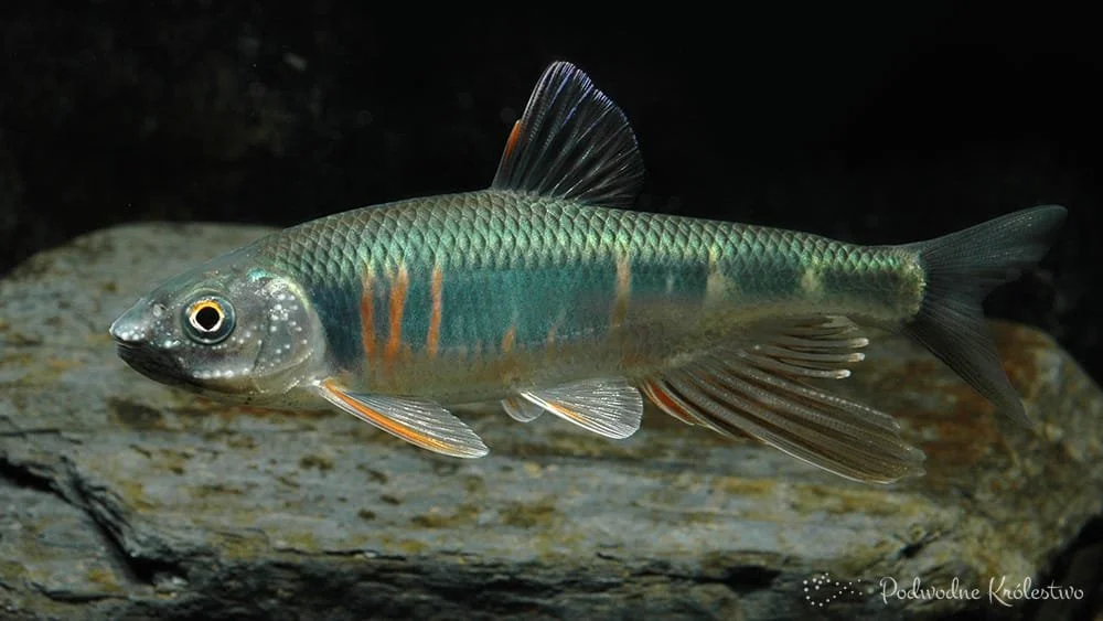 Zacco platypus