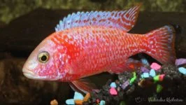 Aulonocara sp. Fire fish
