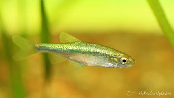 Hemigrammocypris rasborella