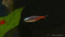 Neonek