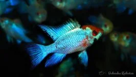 Piellęgnica Ramireza electric blue