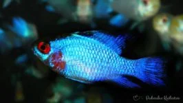 Pielęgniczka Ramireza electric blue