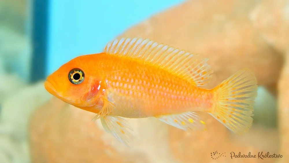 Pyszczak red, Pyszczak zebra red