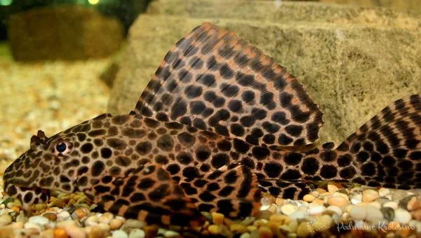 Zbrojnik lamparci - Gibiceps