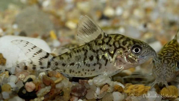 Kirysek