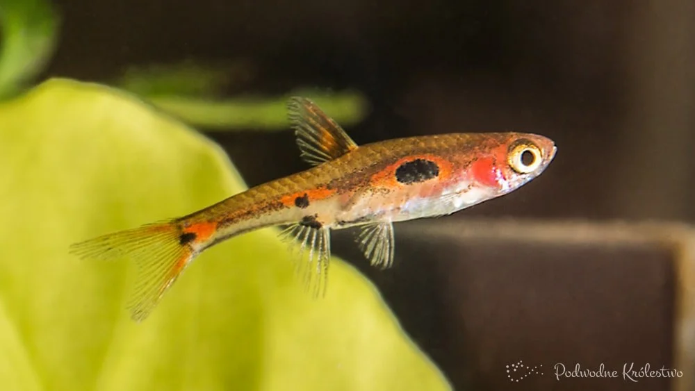Razbora merah