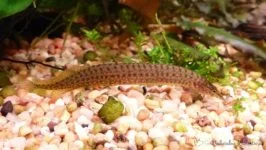 Węgorzyk plamisty - Macrognathus panacalus 2