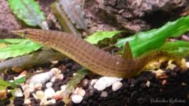 Macrognathus panacalus