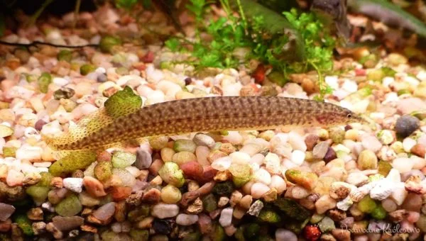 Węgorzyk plamisty - Macrognathus panacalus