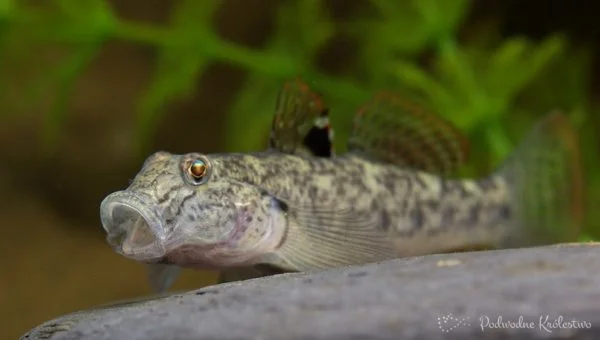 Awaous ocellaris, Gobius ocellaris