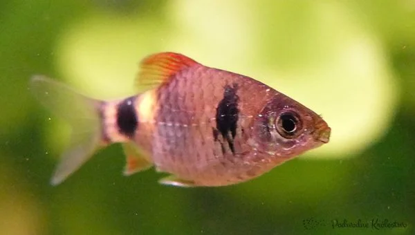 Pethia narayani