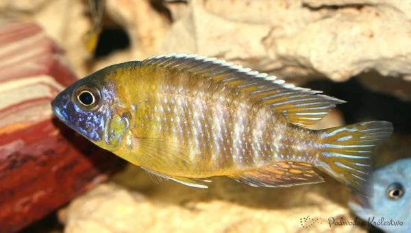 Alunocara hueseri - ryby