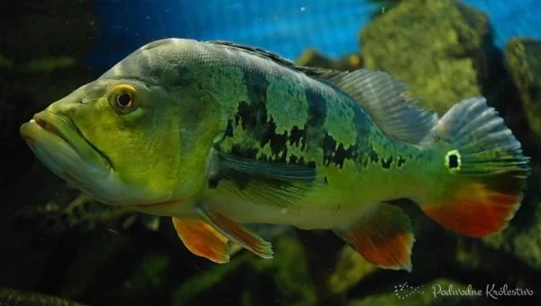 Cichla ocellaris - Pielęgnicowate