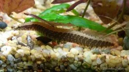 Mastacembelus circumcinctus