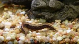 Mastacembelus circumcinctus aqua