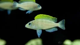 Neolamprologus caudopunctatus