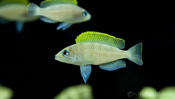 Neolamprologus caudopunctatus