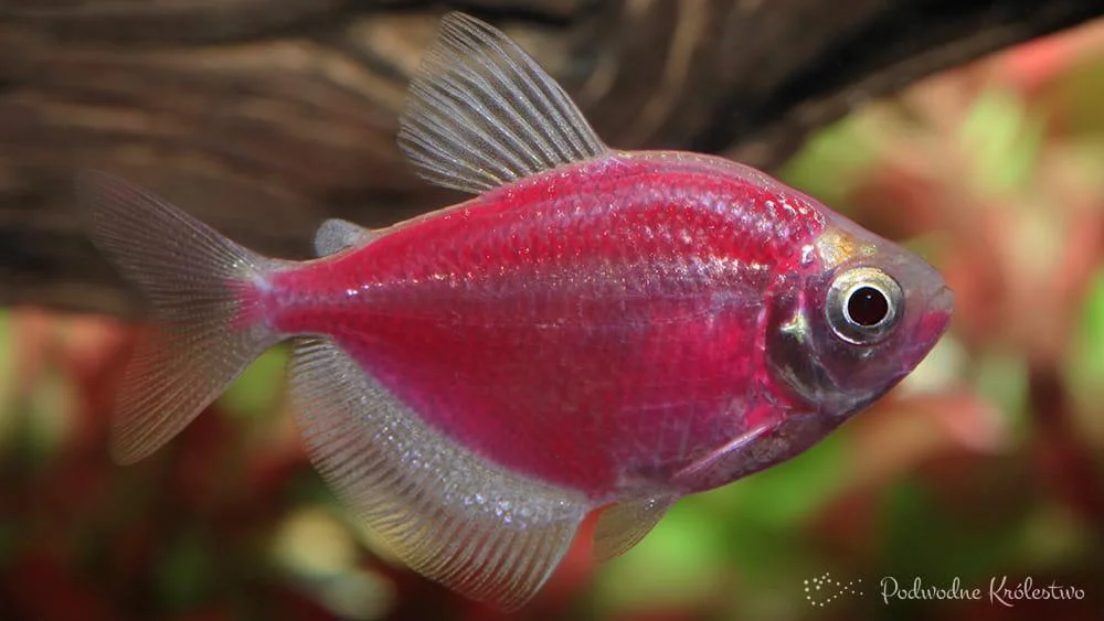 Tetra kolor