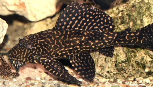 Glyptoperichthys joselimaianus