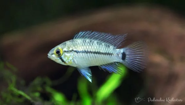 Ryby akwariowe - Apistogramma sp. Steel Blue