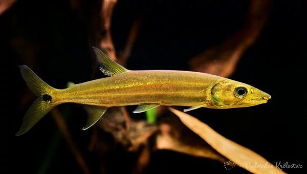Acestrorhynchus falcirostris