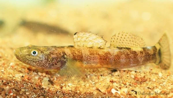 Ryby akwariowe - Chaenogobius annularis