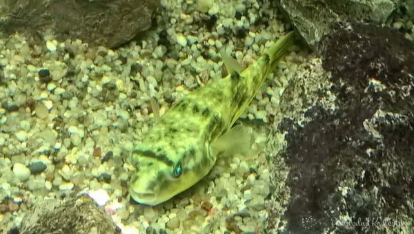Kolcobrzuch nilowy