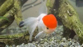 Oranda, Lwia główka Oranda