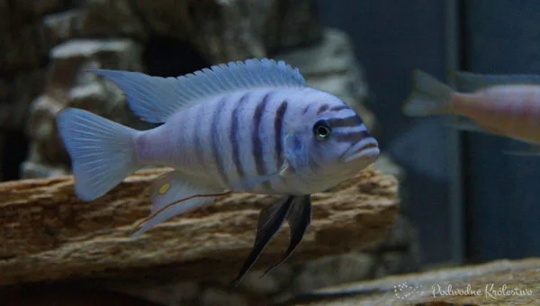 ryby akwariowe - pseudotropheus