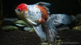 Oranda, Lwia główka Oranda, Welon Oranda