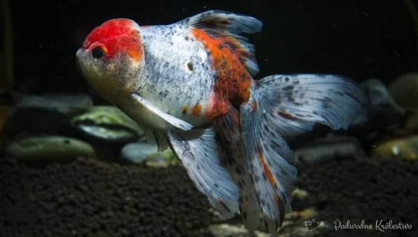 Oranda, Lwia główka Oranda, Welon Oranda
