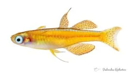 pseudomugil