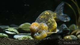 Ranchu, Lwia główka Ranchu, Welon Ranchu