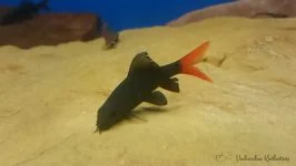 Grubowarg dwubarwny, Labeo bicolor