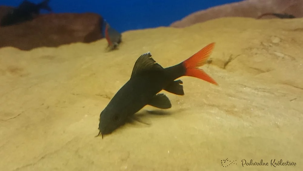 Grubowarg dwubarwny, Labeo bicolor