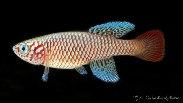 Nothobranchius kilomberoensis ryba
