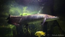 Arapaima, Pirarucu, Paiche
