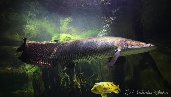 Arapaima, Pirarucu, Paiche