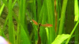 Tetra rubinowa