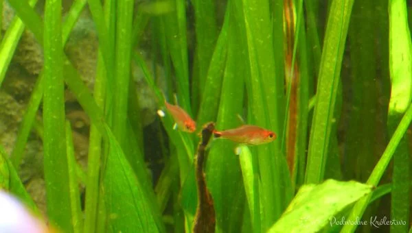 Tetra rubinowa