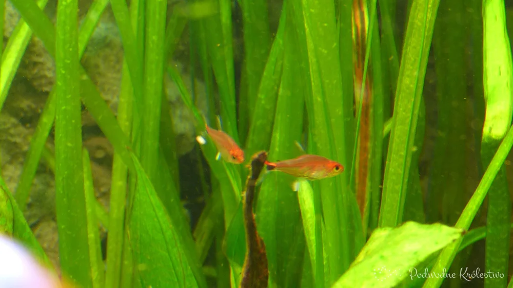 Tetra rubinowa
