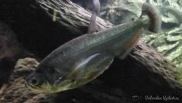 Hydrolycus scomberoides - Payara